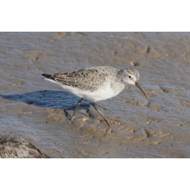 Curlew Sandpiper Titchwell 2