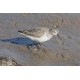 Curlew Sandpiper Titchwell 2