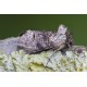 Spectacle on Lichen