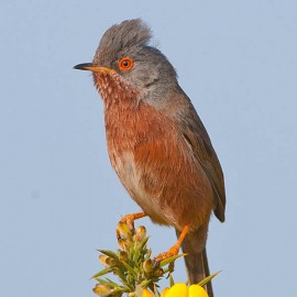 Dartford Warbler in Norfolk