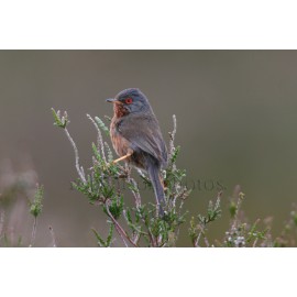 Dartford Warbler