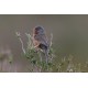 Dartford Warbler