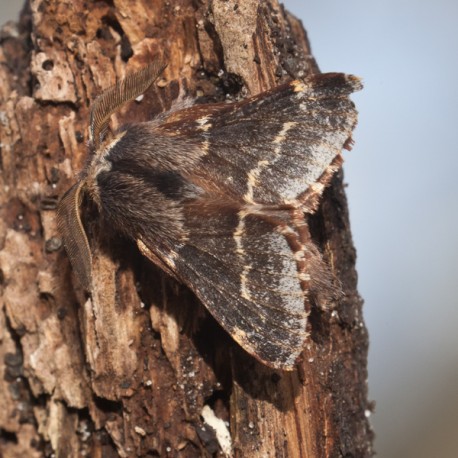 December Moth