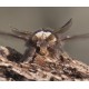 December Moth 1