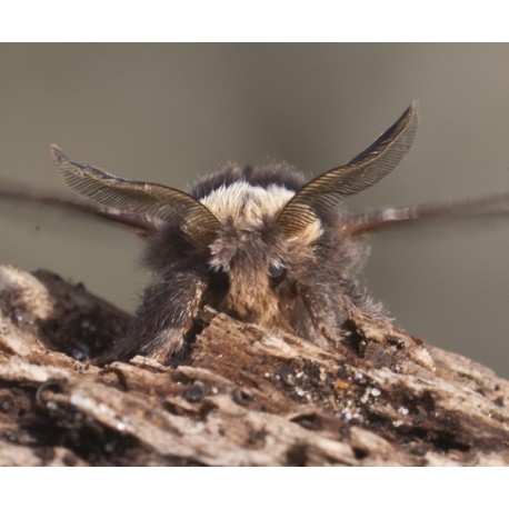 December Moth 1