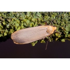 Dingy Footman