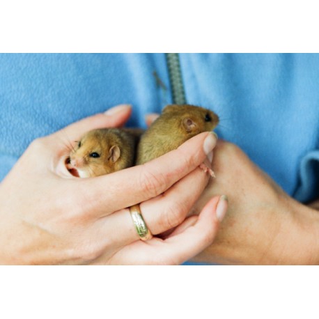 Dormice in the hand