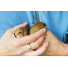 Dormice in the hand