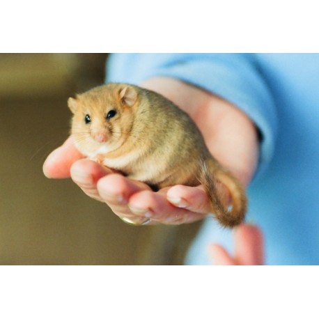 Dormouse in the hand 1
