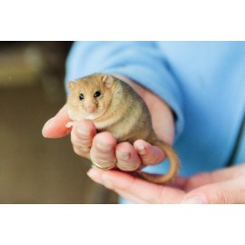 Dormouse in the hand
