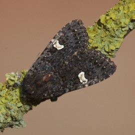 Dot Moth