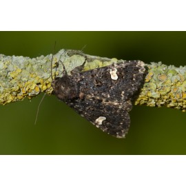 Dot Moth 1