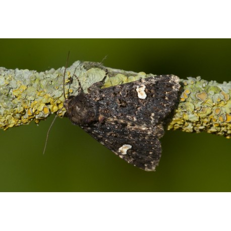 Dot Moth 1