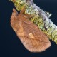 Drinker Moth