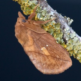 Drinker Moth