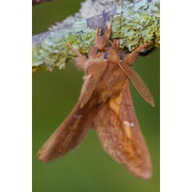 Drinker Moth 1