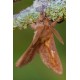 Drinker Moth 1