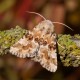 Dusky Sallow