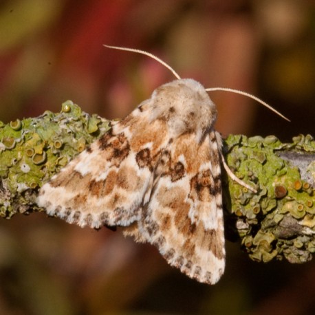 Dusky Sallow