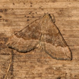 Dusky Scalloped Oak Moth
