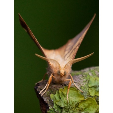Dusky Thorn Moth