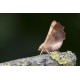 Dusky Thorn Moth 1