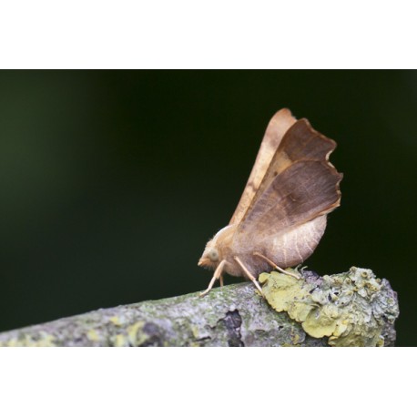 Dusky Thorn Moth 1