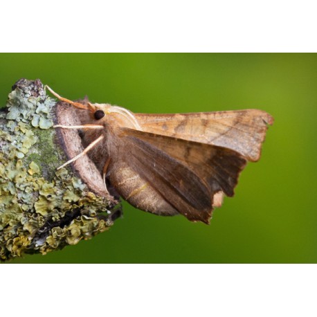 Dusky Thorn Moth 2
