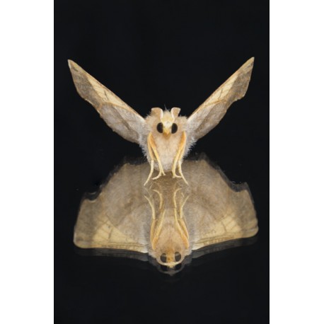 Dusky Thorn Moth on glass