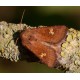 Ear Moth