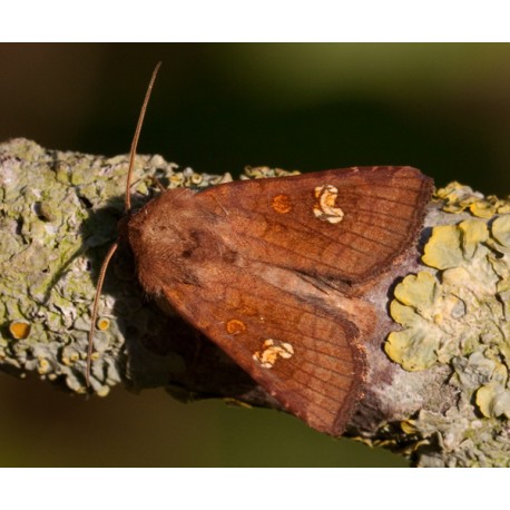 Ear Moth