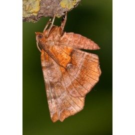 Early Thorn Moth