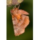 Early Thorn Moth