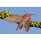 Elephant Hawk Moth