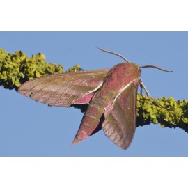 Elephant Hawk Moth