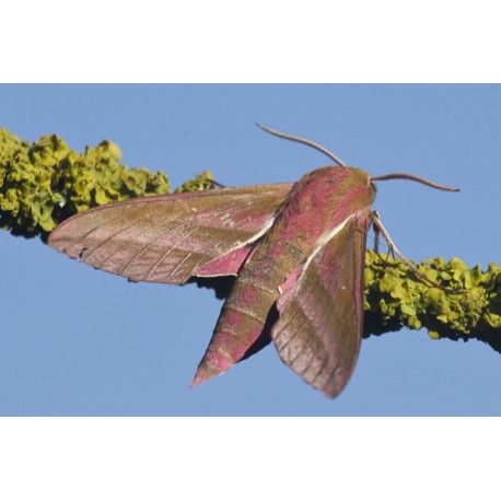 Elephant Hawk Moth