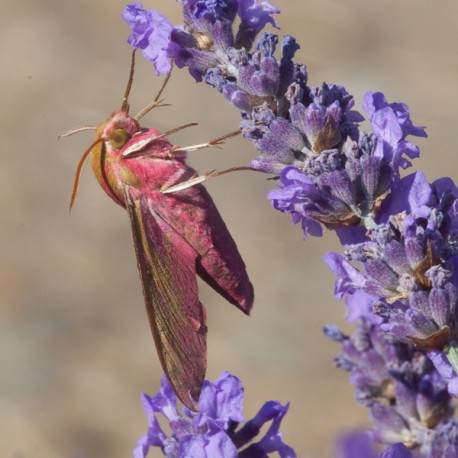Elephant Hawk Moth 1