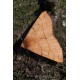 Feathered Thorn