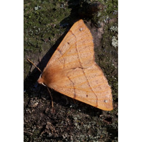 Feathered Thorn