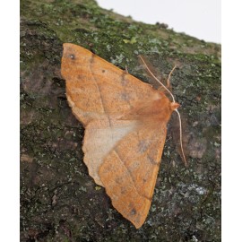 Feathered Thorn 1