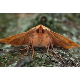 Feathered Thorn 2