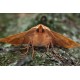Feathered Thorn 2