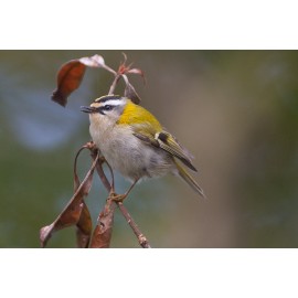 Firecrest Sheringham Park