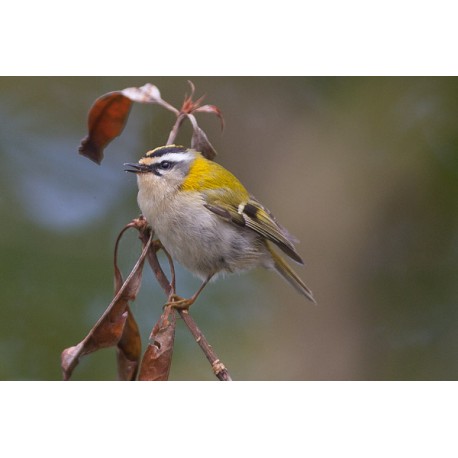 Firecrest Sheringham Park