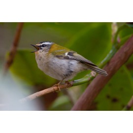 Firecrest Sheringham Park 2