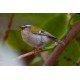 Firecrest Sheringham Park 2