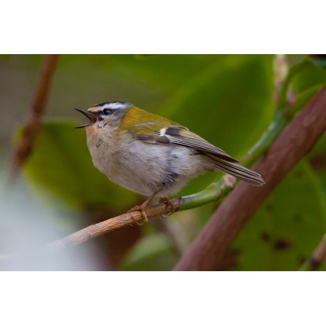 Firecrest Sheringham Park 2