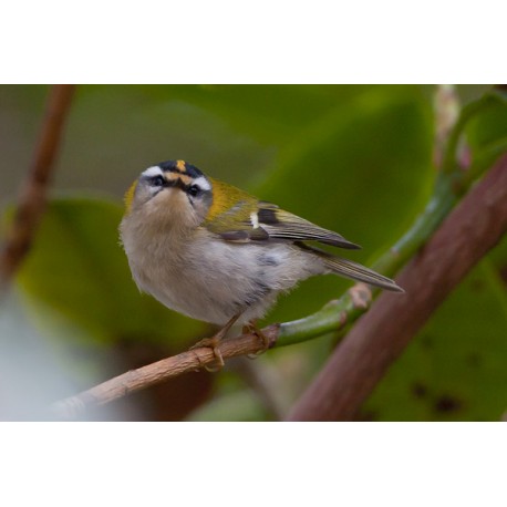 Firecrest Sheringham Park 3