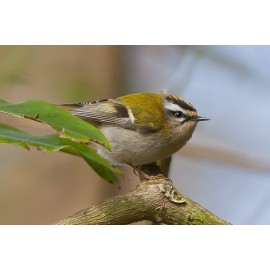 Firecrest Sheringham Park 4
