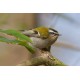 Firecrest Sheringham Park 4